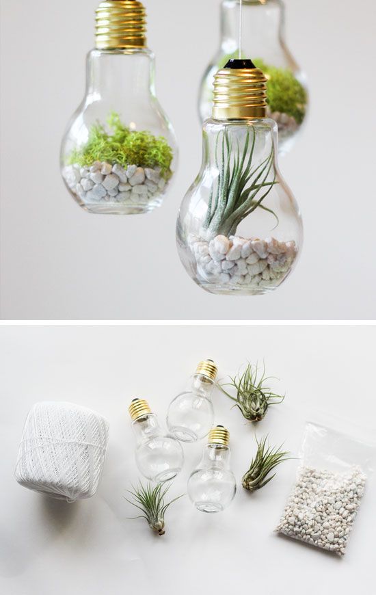 Bulbs terrariums