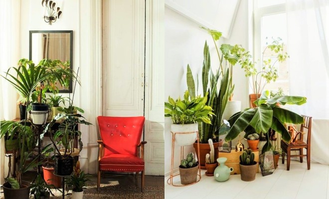 Indoor Plants Decor Ideas – savillefurnitu