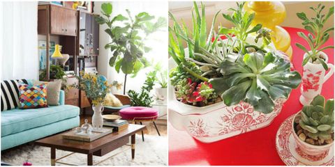 How to Decorate the Rooms with Plants
