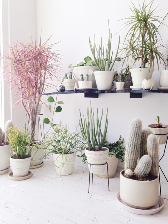 7 Different Way to Indoor Plants Decoration Ideas in Living Ro