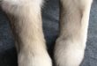 Women Plushed Luxury Eskimo White Fox Fur Boots Long Bootleg .