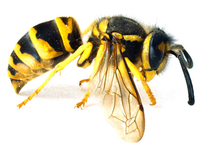 How to Kill Get Rid Yellow Jacket Nest | Yellow Jacket Contr